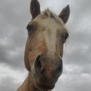 Meet your Posher, Kess